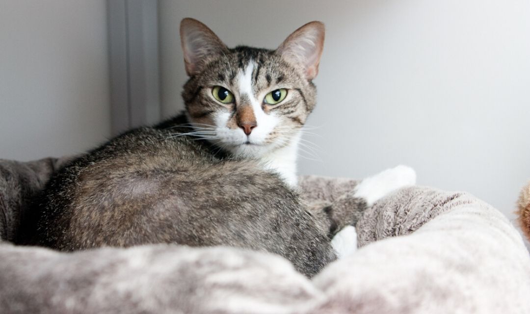 Tabby Cat with cute brown nose