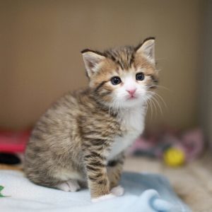 Clinic Enews Kitten Season Coming