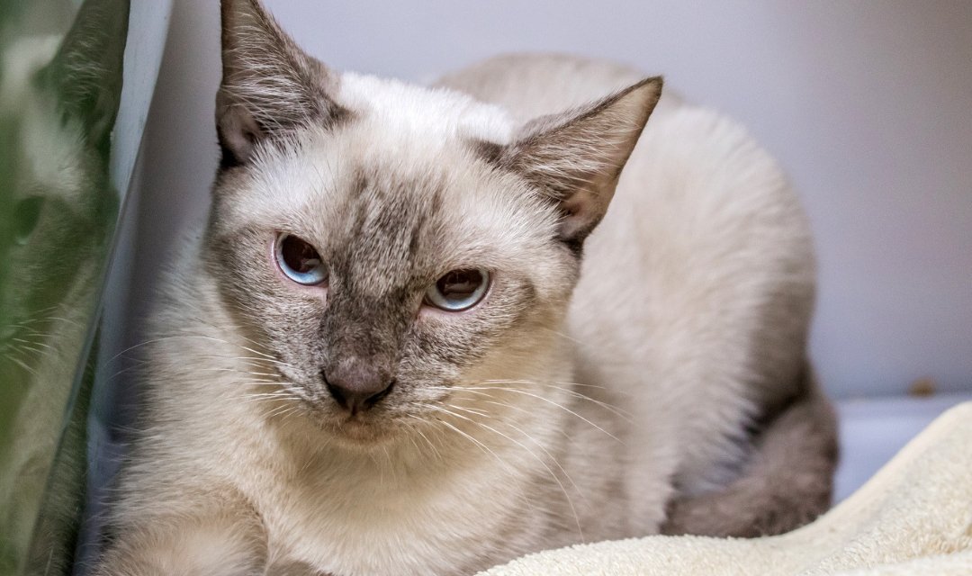 Siamese Cat on a Bed