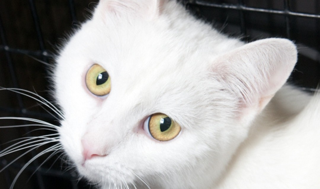 white cat yellow eyes