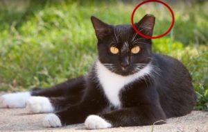 Feral Cat with ear tip