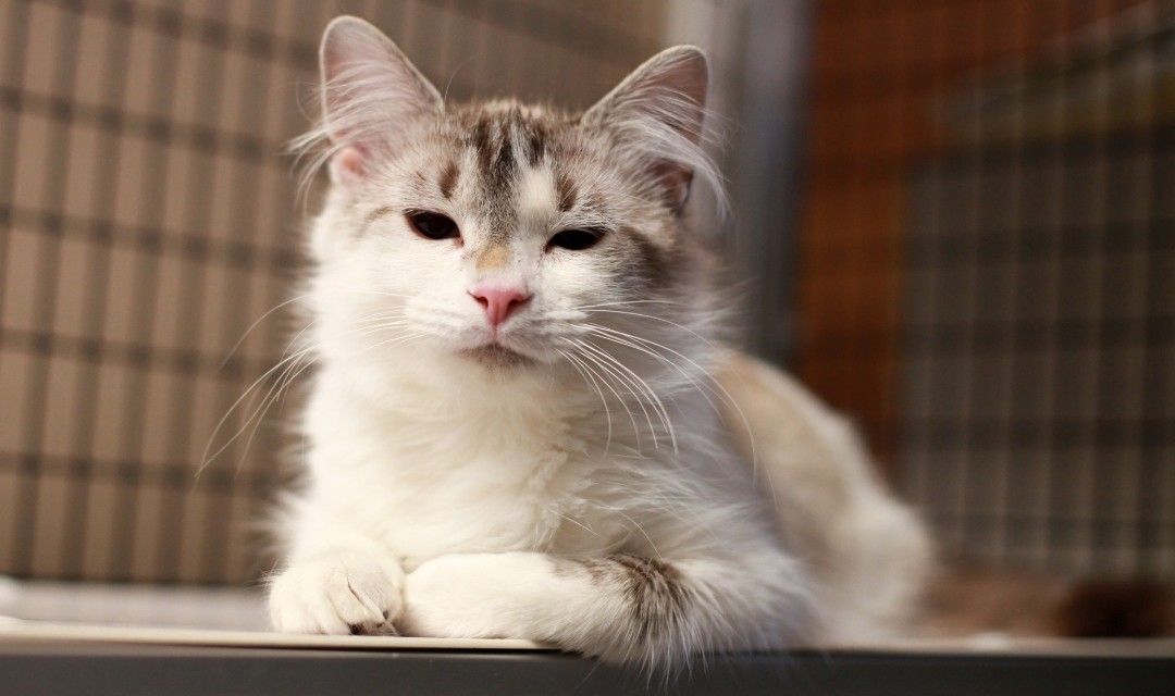 Fluffy White and Brown Kitty Looking at the Camera