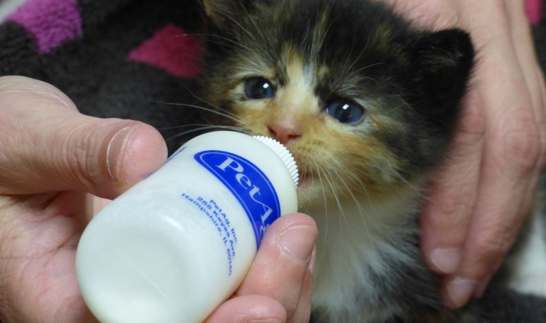 Small Kitten Being Fed By Bottle