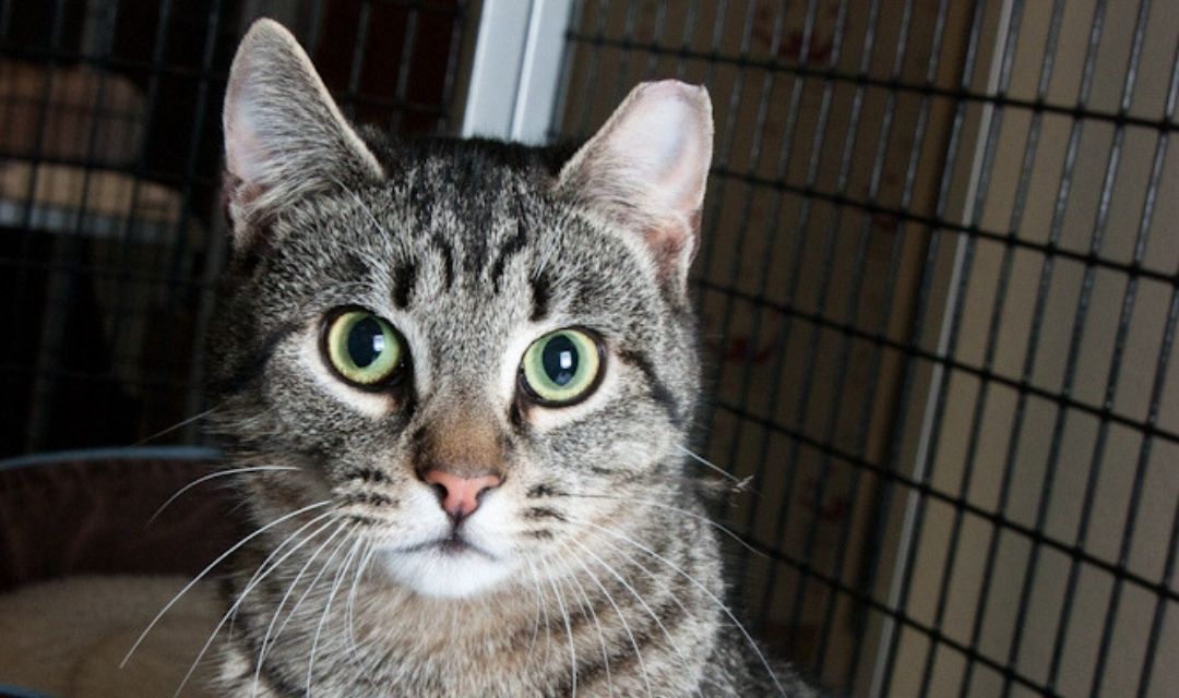 Tabby Cat With Green Eyes and a Tipped Ear