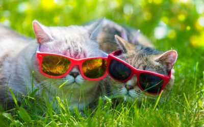 Cool Cats for the Summer 🕶️