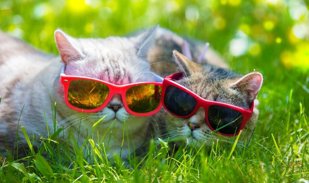 Two Grey Tabby Cats In Red Sunglasses