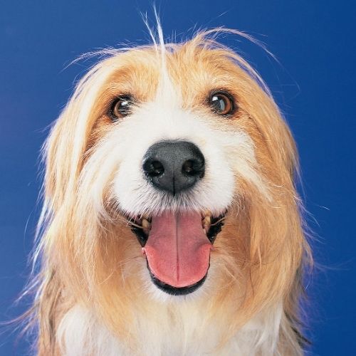 Golden and White Shaggy Dog