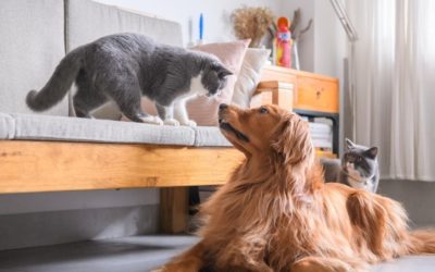 Healthy Dogs & Cats = Healthy Life!