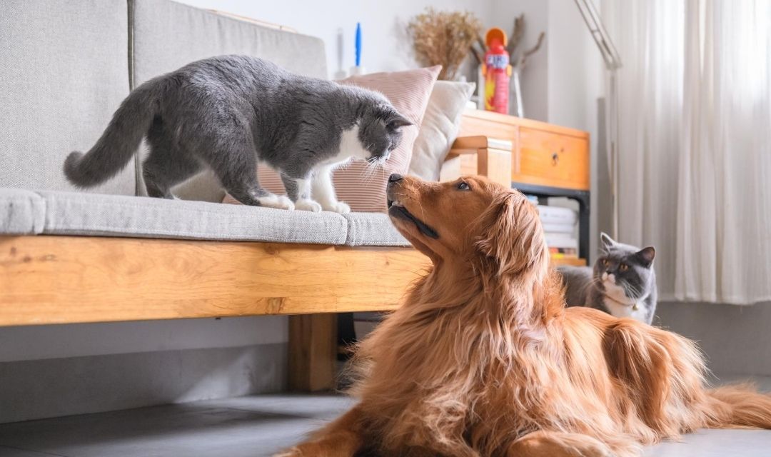 Dog and Cat Touching Noses