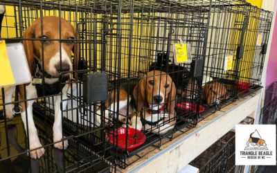 Rescued Beagles Get Necessary Services Before Adoption