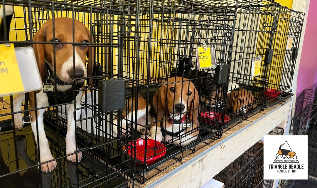 3 Rescued Beagles in Cages