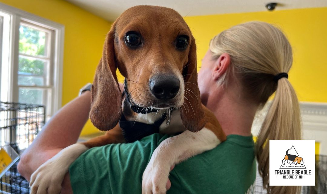 Woman with blonde hair holding beagle in her arms