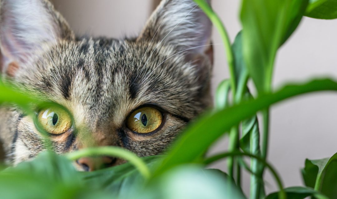 Can I have Plants AND Cats? Yes – with a Catch