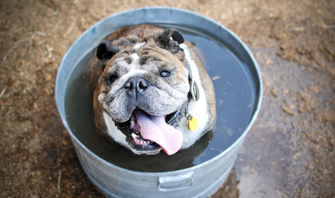 Keeping Animals Safe When It’s Hot, Hot, Hot