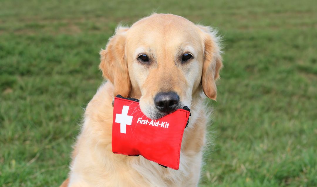 How to Prepare for an Emergency with Your Pet